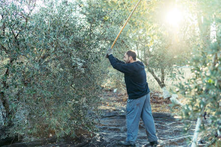 worker hitting the branches of an olive tree with a wooden stickの写真素材