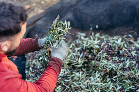 worker separating the branches from the olivesの写真素材