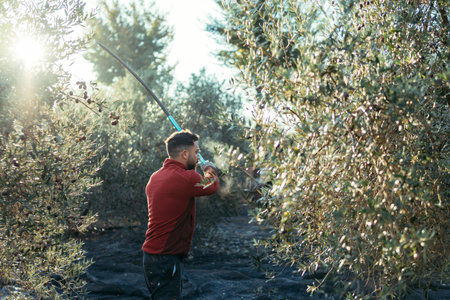 man about to hit the branches of an olive tree with a wooden stick