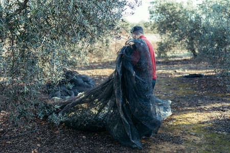 worker collecting the net in an olive harvestの写真素材