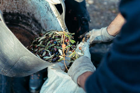 a worker empties a basket of olives with the help of a co-worker