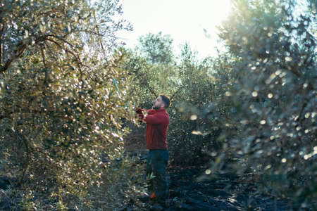 man making olives fall from an olive treeの写真素材