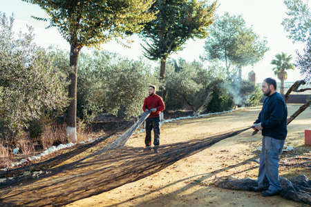 workers removing the net for olive harvestingの写真素材