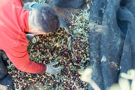 worker on his knees putting the harvested olives into a basket