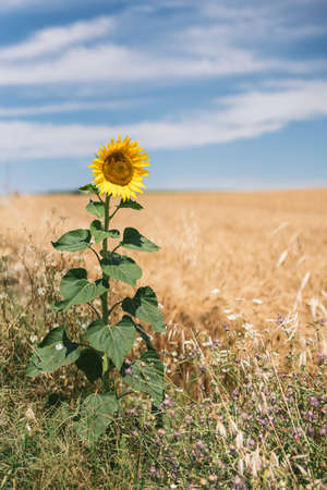 solitary sunflower in the middle of the fieldの写真素材