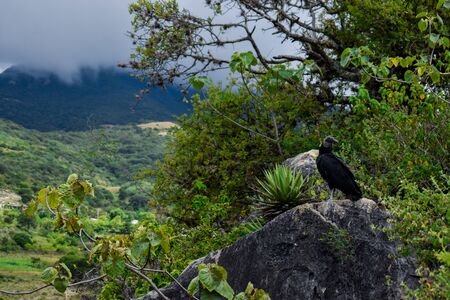 Bird standing on a stone with a lot of vegetation aroundの写真素材