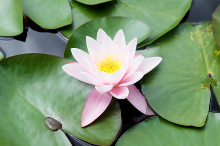 Pink Lily on water with green leavesの写真素材