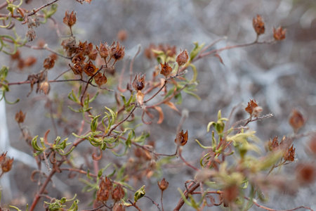 Plant branches with shallow depth of fieldの写真素材
