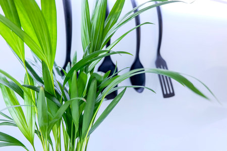 Palm Plant in front of kitchen utensils with shallow depth of fieldの写真素材