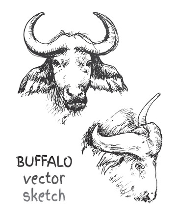 vector sketch of wild buffalo in two turnsのイラスト素材