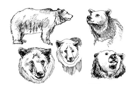 hand-drawn illustration of a bear in the different cornersの写真素材