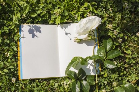 An open book with empty pages, a white rose flower and a green clover. Romantic concept. Copy spaceの写真素材