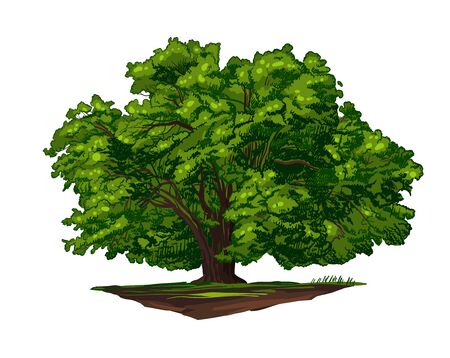 Color Vector Photo Realistic Illustration Of Big Green Tree Isolated On Whiteのイラスト素材