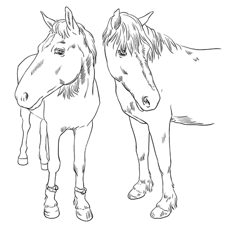 Vector image of an horse on white background. Outline sketch illustration of beautiful horse portrait one lineのイラスト素材
