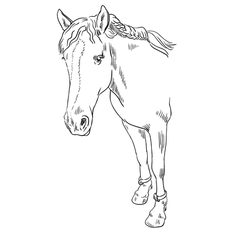 Vector image of an horse on white background. Outline sketch illustration of beautiful horse portrait one lineのイラスト素材