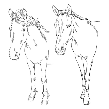 Vector image of an horse on white background. Outline sketch illustration of beautiful horse portrait one lineのイラスト素材