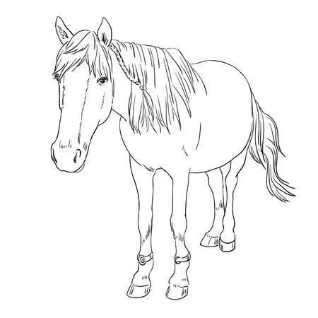 Vector image of an horse on white background. Outline sketch illustration of beautiful horse portrait one lineのイラスト素材
