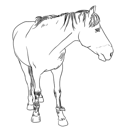 Vector image of an horse on white background. Outline sketch illustration of beautiful horse portrait one lineのイラスト素材