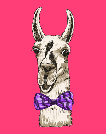 Vector lama head illustration. Llama or alpaca smiling bright color sketch for print and design. . Cute mammal animal drawingのイラスト素材