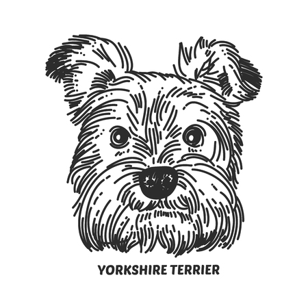 Yorkshire terrier face. Dog head sketch style. Vector illustrationの写真素材