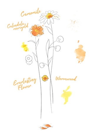 Calendula hand drawn watercolor vector illustration. Marigold branches ink pen isolated clipart. Wormwood aquarelle paint drawing. Camomile twigs sketch. Greeting card, poster floral design elementのイラスト素材