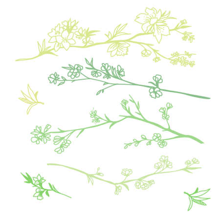 Cherry flower blossom, botanical art. Spring almond, sakura, apple tree branch, hand draw doodle vector illustration. Hand drawn art, isolated on white backgroundのイラスト素材