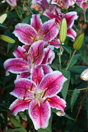 lilly gardenの写真素材
