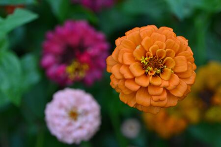 multi color flowerの写真素材