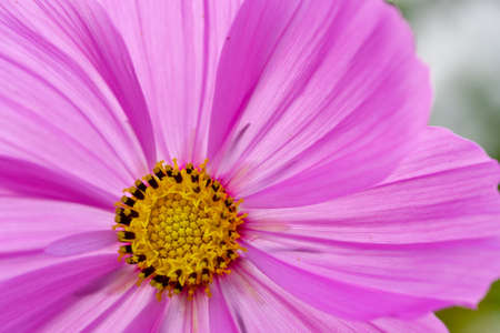 purple flower macroの写真素材