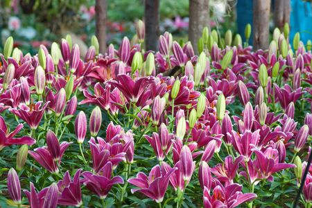 purple lillyの写真素材