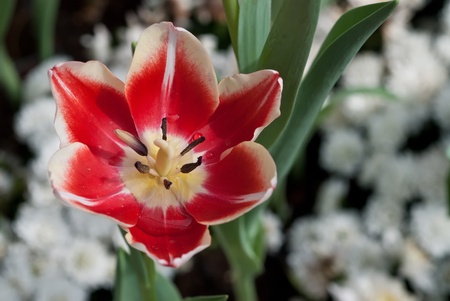 red tulipの写真素材