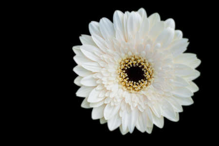 white flower isolate on blackの写真素材