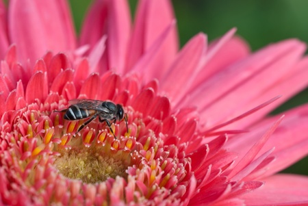 macro pink yellowの写真素材