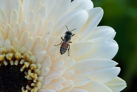 macro white flowerの写真素材