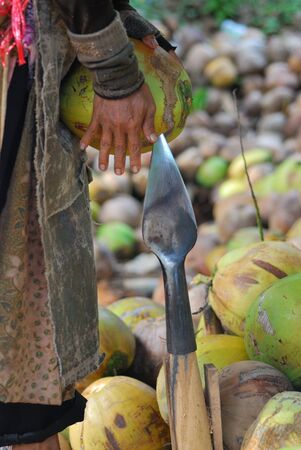 coconut farm at ko samui sarat thani thailandの写真素材