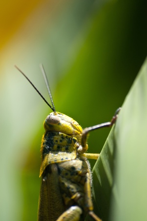 macro picture of small insect , dropの写真素材
