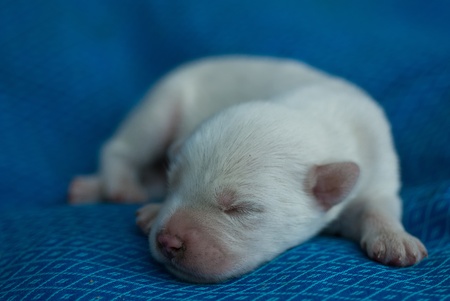 simple street dog in different positionの写真素材