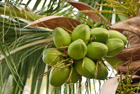 group of young coconut on the tree
