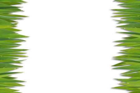 blank grass pattern isolated on white backgroundの写真素材