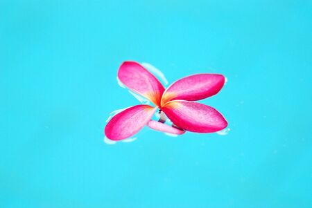 abstsact pick flower in the grren swimming pool.の写真素材