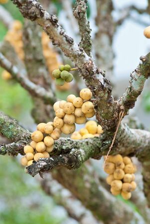close up lansat fruit on the tree.の写真素材