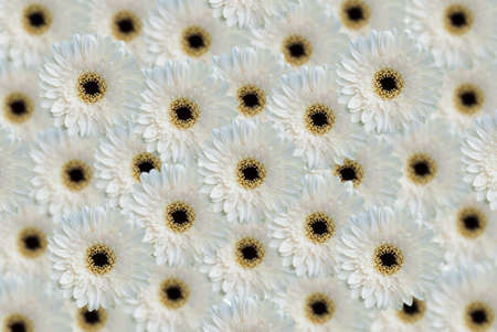 nice background from white color flower.の写真素材