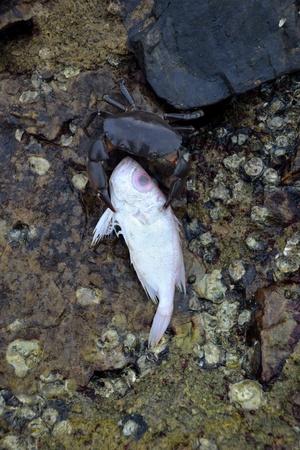 Dark sea crab catching fish on the rock background.