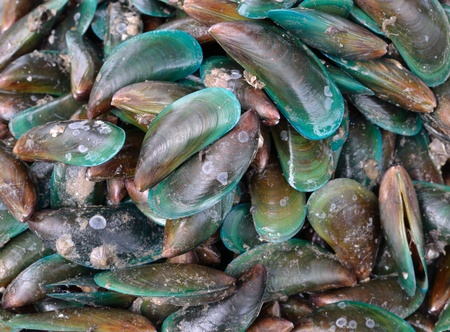 close up of raw sea food.の写真素材