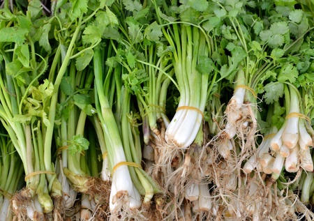 close up of raw vegetable.の写真素材