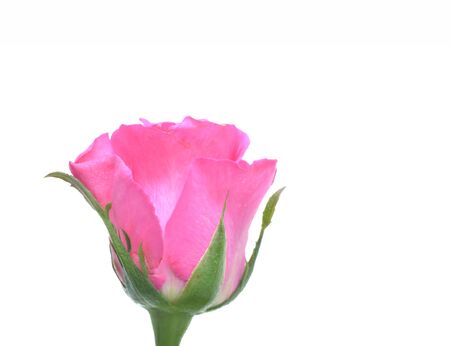 Close up view of pink rose on white background.の写真素材