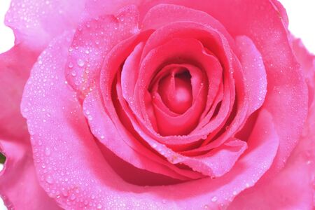 Close up view of pink rose on white background.の写真素材