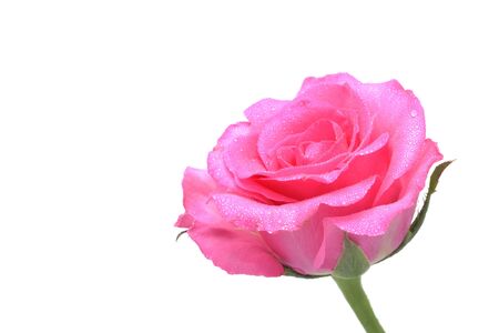 Close up view of pink rose on white background.の写真素材