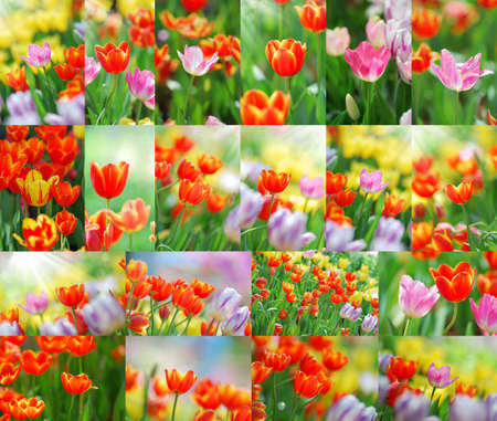 Set of close up tulip with shallow depth of focus.の写真素材