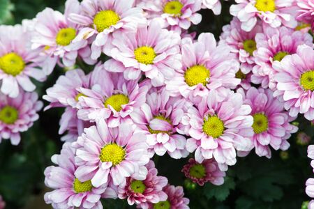 close up view of flower in the garden.